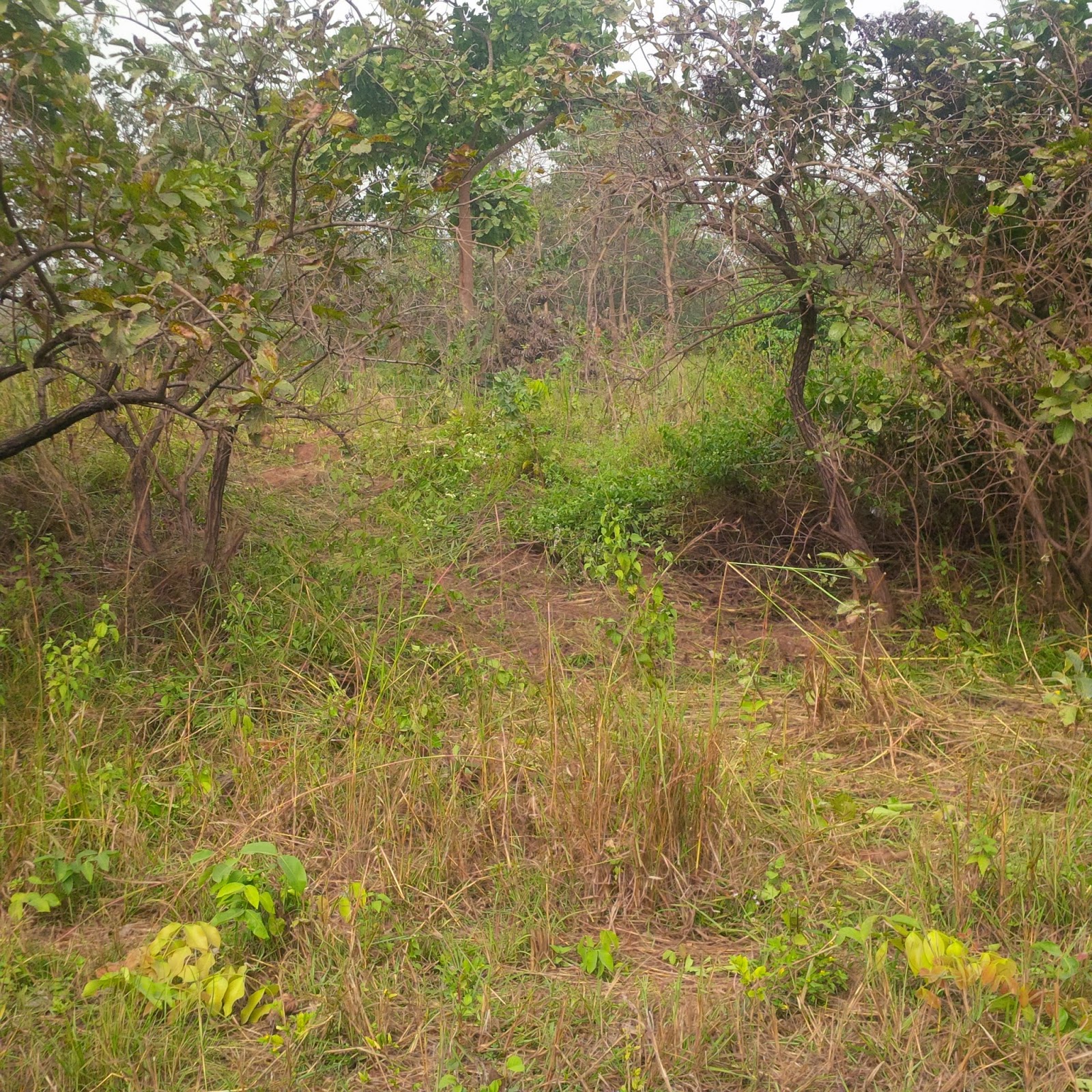 bush